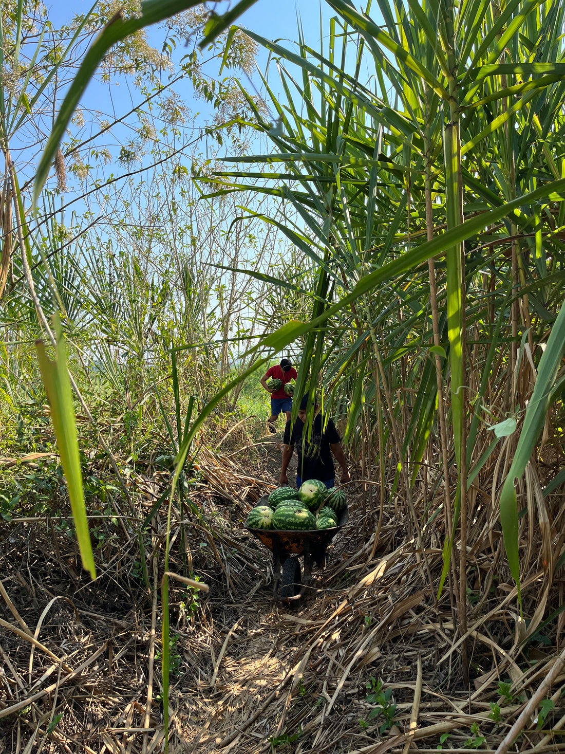 Donativo a Bosco Arts